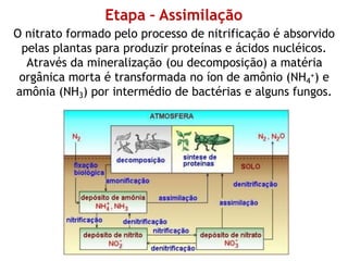 Etapa – Assimilação
O nitrato formado pelo processo de nitrificação é absorvido
pelas plantas para produzir proteínas e ácidos nucléicos.
Através da mineralização (ou decomposição) a matéria
orgânica morta é transformada no íon de amônio (NH4
+) e
amônia (NH3) por intermédio de bactérias e alguns fungos.
 