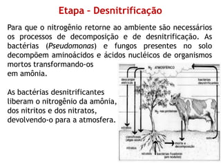 Etapa – Desnitrificação
Para que o nitrogênio retorne ao ambiente são necessários
os processos de decomposição e de desnitrificação. As
bactérias (Pseudomonas) e fungos presentes no solo
decompõem aminoácidos e ácidos nucléicos de organismos
mortos transformando-os
em amônia.
As bactérias desnitrificantes
liberam o nitrogênio da amônia,
dos nitritos e dos nitratos,
devolvendo-o para a atmosfera.
 