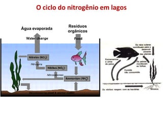 O ciclo do nitrogênio em lagos
Água evaporada
Resíduos
orgânicos
 