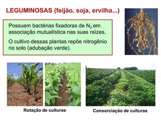 LEGUMINOSAS (feijão, soja, ervilha...)
Possuem bactérias fixadoras de N2 em
associação mutualística nas suas raízes.
O cultivo dessas plantas repõe nitrogênio
no solo (adubação verde).
Rotação de culturas Consorciação de culturas
 