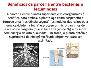 Benefícios da parceria entre bactérias e
leguminosas
A parceria entre plantas superiores e microrganismos é
benéfica para ambos. A planta age como hospedeiro e
fornece uma “residência segura” (os nódulos das raízes ou a
uma cavidade na folha) e protege os microrganismos do
excesso de oxigênio (que inibe a fixação de N2) e os supre
com energia de alta qualidade. Em troca, a planta obtém o
suprimento de nitrogênio fixado disponível para ser
assimilado.
 
