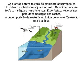 As plantas obtêm fósforo do ambiente absorvendo os
fosfatos dissolvidos na água e no solo. Os animais obtêm
fosfato na água e nos alimentos. Esse fosfato teve origem
pela decomposição das rochas.
A decomposição da matéria orgânica devolve o fósforo ao
solo e à água.
 