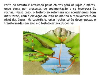 Parte do fosfato é arrastado pelas chuvas para os lagos e mares,
onde passa por processos de sedimentação e se incorpora às
rochas. Nesse caso, o fósforo só retornará aos ecossistemas bem
mais tarde, com a elevação do leito no mar ou o rebaixamento do
nível das águas. Na superfície, essas rochas serão decompostas e
transformadas em solo e o fosfato estará disponível.
 