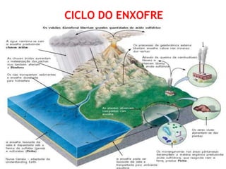 CICLO DO ENXOFRE
 