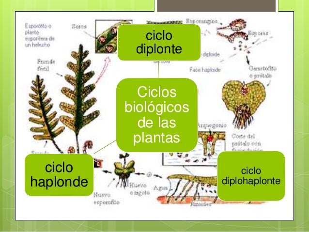 Ciclos biologicos Ciclos biologicos
