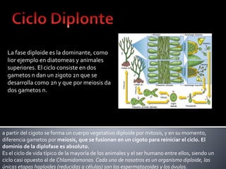 La fase diploide es la dominante, como
lior ejemplo en diatomeas y animales
superiores. El ciclo consiste en dos
gametos n dan un zigoto 2n que se
desarrolla como 2n y que por meiosis da
dos gametos n.
a partir del cigoto se forma un cuerpo vegetativo diploide por mitosis, y en su momento,
diferencia gametos por meiosis, que se fusionan en un cigoto para reiniciar el ciclo. El
dominio de la diplofase es absoluto.
Es el ciclo de vida típico de la mayoría de los animales y el ser humano entre ellos, siendo un
ciclo casi opuesto al de Chlamidomonas. Cada uno de nosotros es un organismo diploide, las
únicas etapas haploides (reducidas a células) son los espermatozoides y los óvulos.
 