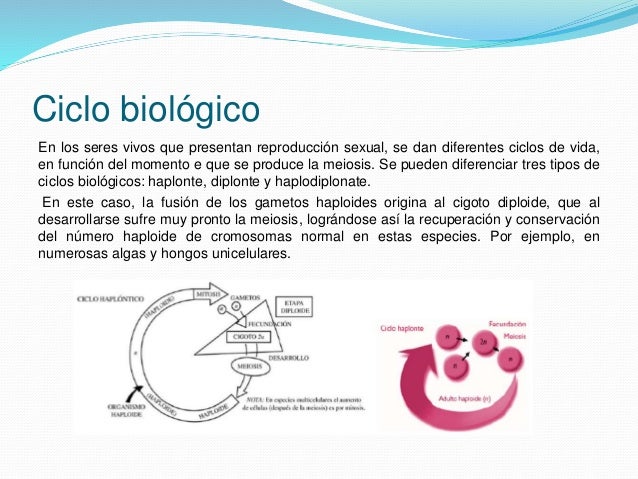 Ciclos biologicos Ciclos biologicos