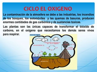 La contaminación de la atmosfera se debe a las industrias, los incendios
de los bosques, los automóviles y las quemas de basuras, producen
enormes cantidades de gas carbónico y de sustancias toxicas.
Las plantas son las únicas capaces de transformar el bióxido de
carbono, en el oxigeno que necesitamos los demás seres vivos
para respirar.
CICLO EL OXIGENO
 