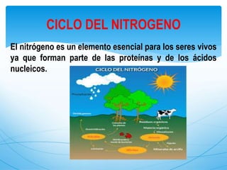 El nitrógeno es un elemento esencial para los seres vivos
ya que forman parte de las proteínas y de los ácidos
nucleicos.
CICLO DEL NITROGENO
 