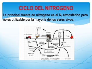 La principal fuente de nitrógeno es el N2 atmosférico pero
no es utilizable por la mayoría de los seres vivos.
CICLO DEL NITROGENO
 