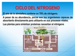 El aire de la atmósfera contiene un 78% de nitrógeno.
A pesar de su abundancia, pocos son los organismos capaces de
absorberlo directamente para utilizarlo en sus procesos vitales.
Las plantas para sintetizar proteínas necesitan el nitrógeno
CICLO DEL NITROGENO
 