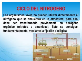 Los organismos vivos no pueden utilizar directamente el
nitrógeno que se encuentra en la atmósfera; para ello,
debe ser transformado previamente en nitrógeno
orgánico (nitratos o amoniaco). Esto se consigue,
fundamentalmente, mediante la fijación biológica
CICLO DEL NITROGENO
 