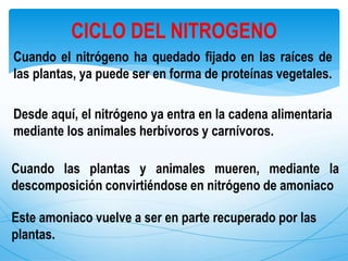 Cuando el nitrógeno ha quedado fijado en las raíces de
las plantas, ya puede ser en forma de proteínas vegetales.
Desde aquí, el nitrógeno ya entra en la cadena alimentaria
mediante los animales herbívoros y carnívoros.
CICLO DEL NITROGENO
Cuando las plantas y animales mueren, mediante la
descomposición convirtiéndose en nitrógeno de amoniaco
Este amoniaco vuelve a ser en parte recuperado por las
plantas.
 