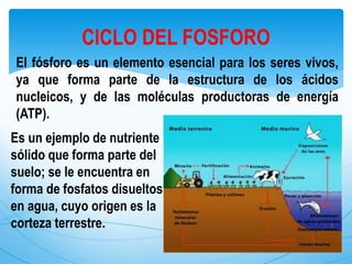El fósforo es un elemento esencial para los seres vivos,
ya que forma parte de la estructura de los ácidos
nucleicos, y de las moléculas productoras de energía
(ATP).
CICLO DEL FOSFORO
Es un ejemplo de nutriente
sólido que forma parte del
suelo; se le encuentra en
forma de fosfatos disueltos
en agua, cuyo origen es la
corteza terrestre.
 