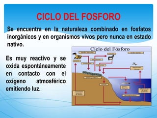Se encuentra en la naturaleza combinado en fosfatos
inorgánicos y en organismos vivos pero nunca en estado
nativo.
CICLO DEL FOSFORO
Es muy reactivo y se
oxida espontáneamente
en contacto con el
oxígeno atmosférico
emitiendo luz.
 