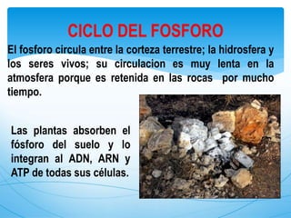 El fosforo circula entre la corteza terrestre; la hidrosfera y
los seres vivos; su circulacion es muy lenta en la
atmosfera porque es retenida en las rocas por mucho
tiempo.
CICLO DEL FOSFORO
Las plantas absorben el
fósforo del suelo y lo
integran al ADN, ARN y
ATP de todas sus células.
 