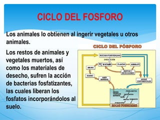 Los animales lo obtienen al ingerir vegetales u otros
animales.
CICLO DEL FOSFORO
Los restos de animales y
vegetales muertos, así
como los materiales de
desecho, sufren la acción
de bacterias fosfatizantes,
las cuales liberan los
fosfatos incorporándolos al
suelo.
 