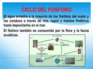 El agua arrastra a la mayoría de los fosfatos del suelo y
los conduce a través de ríos, lagos y mantos freáticos
hasta depositarlos en el mar.
El fósforo también es consumido por la flora y la fauna
acuáticas.
CICLO DEL FOSFORO
 
