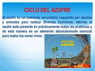 El azufre es un nutriente secundario requerido por plantas
y animales para realizar diversas funciones, además el
azufre está presente en prácticamente todas las proteínas y
de esta manera es un elemento absolutamente esencial
para todos los seres vivos.
CICLO DEL AZUFRE
 