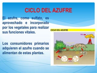 El azufre, como sulfato, es
aprovechado e incorporado
por los vegetales para realizar
sus funciones vitales.
Los consumidores primarios
adquieren el azufre cuando se
alimentan de estas plantas.
CICLO DEL AZUFRE
 