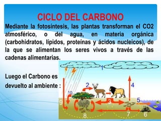 Mediante la fotosíntesis, las plantas transforman el CO2
atmosférico, o del agua, en materia orgánica
(carbohidratos, lípidos, proteínas y ácidos nucleicos), de
la que se alimentan los seres vivos a través de las
cadenas alimentarias.
Luego el Carbono es
devuelto al ambiente :
CICLO DEL CARBONO
 