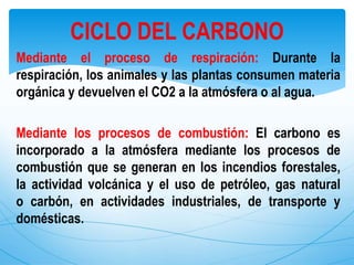 Mediante el proceso de respiración: Durante la
respiración, los animales y las plantas consumen materia
orgánica y devuelven el CO2 a la atmósfera o al agua.
Mediante los procesos de combustión: El carbono es
incorporado a la atmósfera mediante los procesos de
combustión que se generan en los incendios forestales,
la actividad volcánica y el uso de petróleo, gas natural
o carbón, en actividades industriales, de transporte y
domésticas.
CICLO DEL CARBONO
 