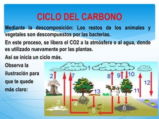 Mediante la descomposición: Los restos de los animales y
vegetales son descompuestos por las bacterias.
En este proceso, se libera el CO2 a la atmósfera o al agua, donde
es utilizado nuevamente por las plantas.
Así se inicia un ciclo más.
Observa la
ilustración para
que te quede
más claro:
CICLO DEL CARBONO
 
