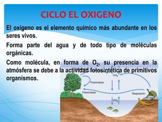 El oxígeno es el elemento químico más abundante en los
seres vivos.
Forma parte del agua y de todo tipo de moléculas
orgánicas.
Como molécula, en forma de O2, su presencia en la
atmósfera se debe a la actividad fotosintética de primitivos
organismos.
CICLO EL OXIGENO
 