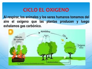 Al respirar, los animales y los seres humanos tomamos del
aire el oxigeno que las plantas producen y luego
exhalamos gas carbónico.
CICLO EL OXIGENO
 