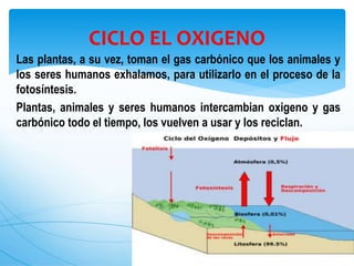 Las plantas, a su vez, toman el gas carbónico que los animales y
los seres humanos exhalamos, para utilizarlo en el proceso de la
fotosíntesis.
Plantas, animales y seres humanos intercambian oxigeno y gas
carbónico todo el tiempo, los vuelven a usar y los reciclan.
CICLO EL OXIGENO
 