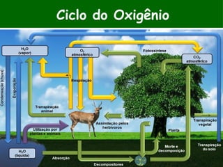 Ciclo do Oxigênio
 