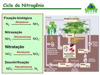 Ciclo do Nitrogênio
Nitratação
 