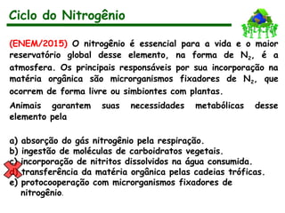 (ENEM/2015) O nitrogênio é essencial para a vida e o maior
reservatório global desse elemento, na forma de N2, é a
atmosfera. Os principais responsáveis por sua incorporação na
matéria orgânica são microrganismos fixadores de N2, que
ocorrem de forma livre ou simbiontes com plantas.
Animais garantem suas necessidades metabólicas desse
elemento pela
a) absorção do gás nitrogênio pela respiração.
b) ingestão de moléculas de carboidratos vegetais.
c) incorporação de nitritos dissolvidos na água consumida.
d) transferência da matéria orgânica pelas cadeias tróficas.
e) protocooperação com microrganismos fixadores de
nitrogênio.
Ciclo do Nitrogênio
 