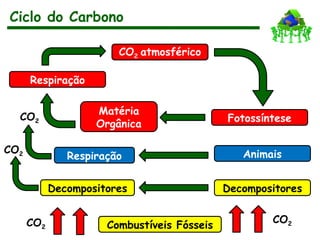 Ciclo do Carbono
CO2 atmosférico
Fotossíntese
Matéria
Orgânica
Respiração
Animais
Respiração
Decompositores
Decompositores
Combustíveis Fósseis
CO2
CO2
CO2
CO2
 
