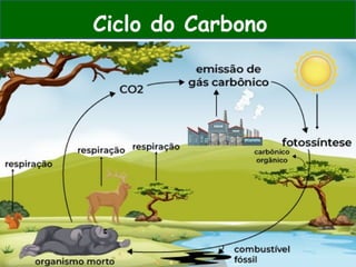 Ciclo do Carbono
 
