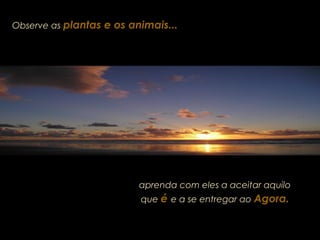 Observe as plantas e os animais...
aprenda com eles a aceitar aquilo
que é e a se entregar ao Agora.
 