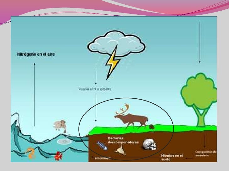 Ciclos del agua nitrogeno-carbono