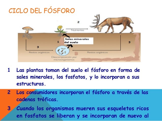 Resultado de imagen para imagen ciclos dela materia