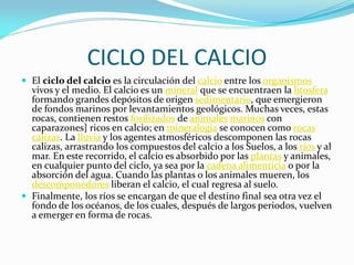 CICLO DEL CALCIO
 El ciclo del calcio es la circulación del calcio entre los organismos
vivos y el medio. El calcio es un mineral que se encuentraen la litosfera
formando grandes depósitos de origen sedimentario, que emergieron
de fondos marinos por levantamientos geológicos. Muchas veces, estas
rocas, contienen restos fosilizados de animales marinos con
caparazones] ricos en calcio; en mineralogia se conocen como rocas
calizas. La lluvia y los agentes atmosféricos descomponen las rocas
calizas, arrastrando los compuestos del calcio a los Suelos, a los ríos y al
mar. En este recorrido, el calcio es absorbido por las plantas y animales,
en cualquier punto del ciclo, ya sea por la cadena alimenticia o por la
absorción del agua. Cuando las plantas o los animales mueren, los
descomponedores liberan el calcio, el cual regresa al suelo.
 Finalmente, los ríos se encargan de que el destino final sea otra vez el
fondo de los océanos, de los cuales, después de largos periodos, vuelven
a emerger en forma de rocas.
 
