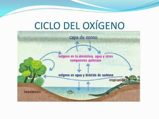 CICLO DEL OXÍGENO
 