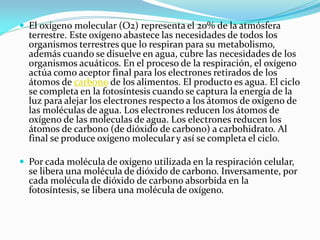  El oxígeno molecular (O2) representa el 20% de la atmósfera
terrestre. Este oxígeno abastece las necesidades de todos los
organismos terrestres que lo respiran para su metabolismo,
además cuando se disuelve en agua, cubre las necesidades de los
organismos acuáticos. En el proceso de la respiración, el oxígeno
actúa como aceptor final para los electrones retirados de los
átomos de carbono de los alimentos. El producto es agua. El ciclo
se completa en la fotosíntesis cuando se captura la energía de la
luz para alejar los electrones respecto a los átomos de oxígeno de
las moléculas de agua. Los electrones reducen los átomos de
oxígeno de las moleculas de agua. Los electrones reducen los
átomos de carbono (de dióxido de carbono) a carbohidrato. Al
final se produce oxígeno molecular y así se completa el ciclo.
 Por cada molécula de oxígeno utilizada en la respiración celular,
se libera una molécula de dióxido de carbono. Inversamente, por
cada molécula de dióxido de carbono absorbida en la
fotosíntesis, se libera una molécula de oxígeno.
 