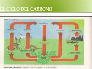 EL CICLODEL CARBONO
 