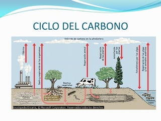 CICLO DEL CARBONO
 