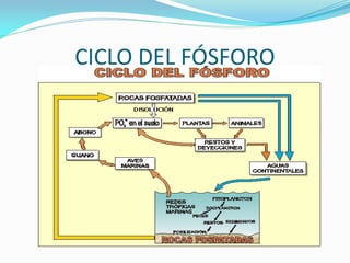 CICLO DEL FÓSFORO
 