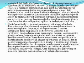  A través del ciclo del nitrógeno, en el que el nitrógeno gaseoso es
transformado en amoníaco o nitratos. La energía aportada por los rayos
solares y la radiación cósmica sirven para combinar el nitrógeno y el
oxígeno gaseosos en nitratos, que son arrastrados a la superficie
terrestre por las precipitaciones. La fijación biológica, responsable de la
mayor parte del proceso de conversión del nitrógeno, se produce por la
acción de bacterias libres fijadoras del nitrógeno, bacterias simbióticas
que viven en las raíces de las plantas (sobre todo leguminosas y alisos),
cianobacterias, ciertos líquenes y epifitas de los bosques tropicales.
 El nitrógeno fijado en forma de amoníaco y nitratos es absorbido
directamente por las plantas e incorporado a sus tejidos en forma de
proteínas vegetales. Después, el nitrógeno recorre la cadena
alimentaria desde las plantas a los herbívoros, y de estos a los
carnívoros . Cuando las plantas y los animales mueren, los compuestos
nitrogenados se descomponen produciendo amoníaco, un proceso
llamado amonificación. Parte de este amoníaco es recuperado por las
plantas; el resto se disuelve en el agua o permanece en el suelo, donde
los microorganismos lo convierten en nitratos o nitritos en un proceso
llamado nitrificación. Los nitratos pueden almacenarse en el humus en
descomposición o desaparecer del suelo por lixiviación, siendo
arrastrado a los arroyos y los lagos. Otra posibilidad es convertirse en
nitrógeno mediante la desnitrificación y volver a la atmósfera.
 