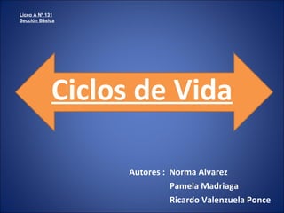 Ciclos de Vida Autores :  Norma Alvarez Pamela Madriaga Ricardo Valenzuela Ponce Liceo A Nº 131 Sección Básica 