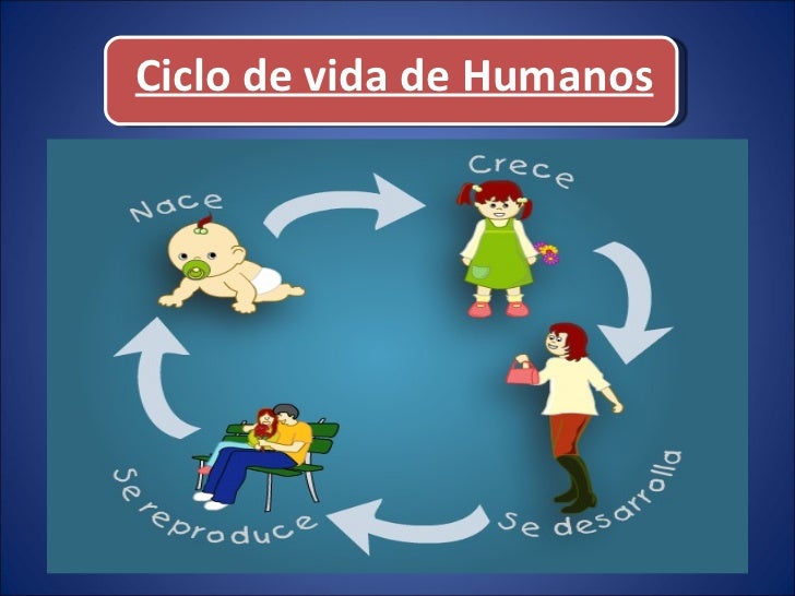 Resultado de imagen para ciclo de vida del ser humano para niños de primaria