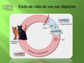 Haplofase




Diplofase
 