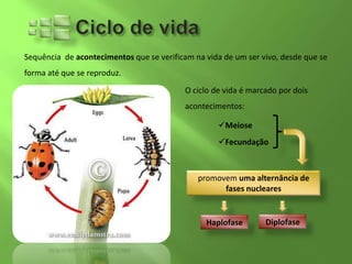 Sequência de acontecimentos que se verificam na vida de um ser vivo, desde que se
forma até que se reproduz.
                                          O ciclo de vida é marcado por dois
                                          acontecimentos:

                                                   Meiose
                                                   Fecundação



                                              promovem uma alternância de
                                                    fases nucleares


                                                Haplofase       Diplofase
 