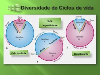 Ciclo
                 Haplodiplonte




Ciclo Haplonte                   Ciclo Diplonte
 